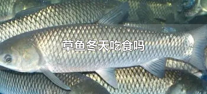 草鱼冬天吃食吗 草鱼冬天吃食吗