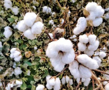 ​棉花是什么植物类别（棉花是什么植物类群）