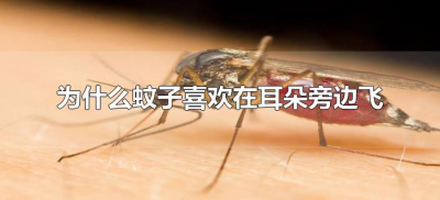 ​为什么蚊子喜欢在耳朵旁边飞（蚊子为什么老喜欢在耳朵旁边飞）