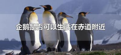 ​企鹅是否可以生活在赤道附近（企鹅可不可以生活在赤道附近）