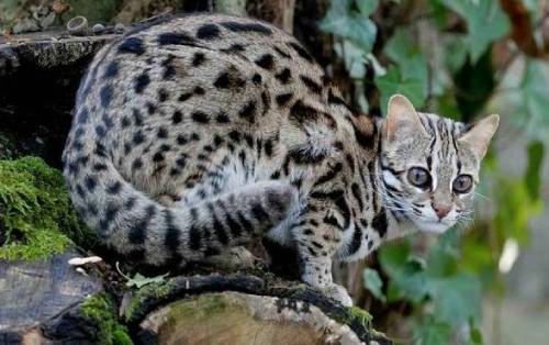 豹猫 豹猫
