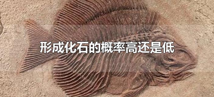 形成化石的概率高还是低 形成化石的概率高还是低