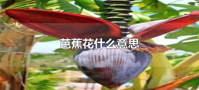 ​芭蕉花什么意思（云南方言:芭蕉花什么意思）