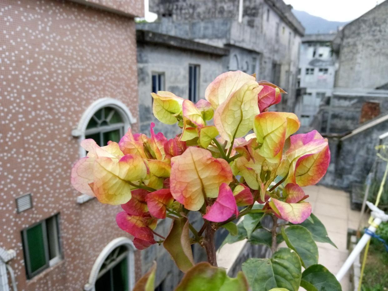 勤花品种的三角梅有哪些（盆栽三角梅勤花品种排行）(图23)