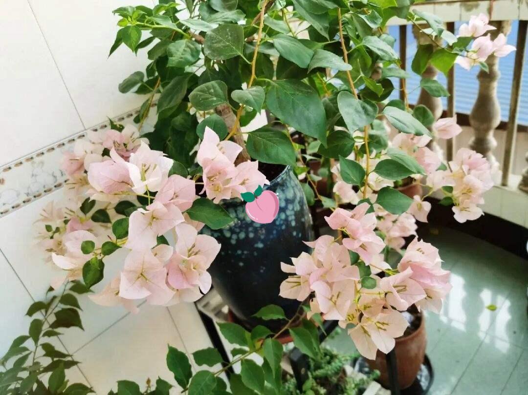 勤花品种的三角梅有哪些（盆栽三角梅勤花品种排行）(图15)