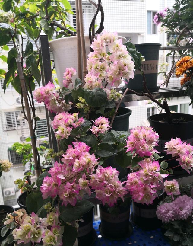 勤花品种的三角梅有哪些（盆栽三角梅勤花品种排行）(图16)