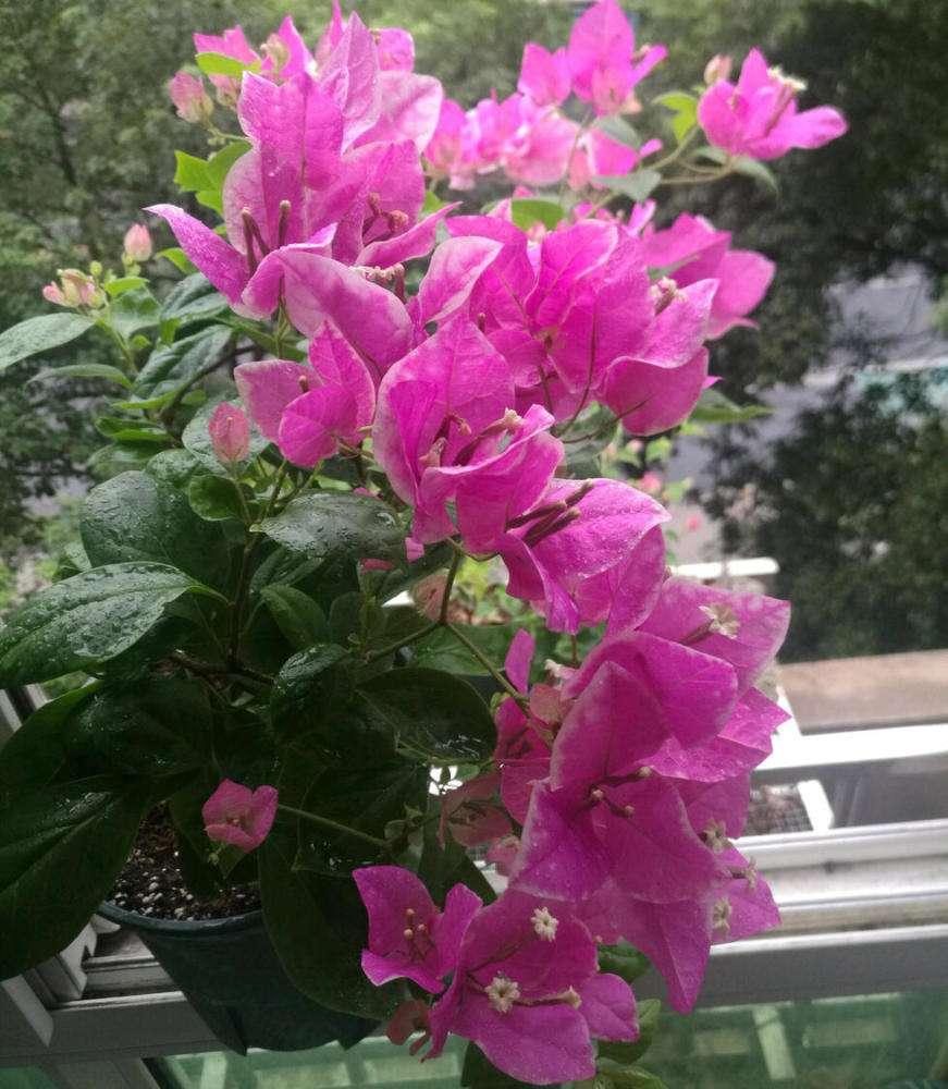 勤花品种的三角梅有哪些（盆栽三角梅勤花品种排行）(图13)