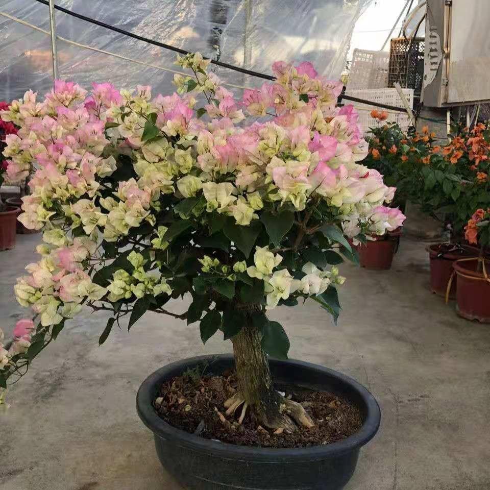 勤花品种的三角梅有哪些（盆栽三角梅勤花品种排行）(图10)