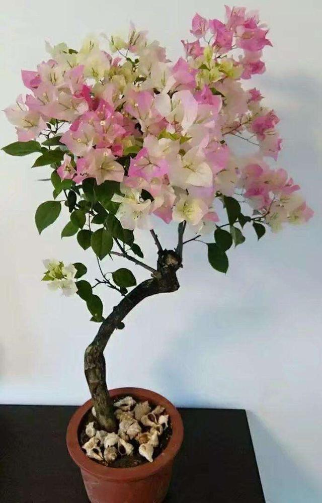 勤花品种的三角梅有哪些（盆栽三角梅勤花品种排行）(图9)