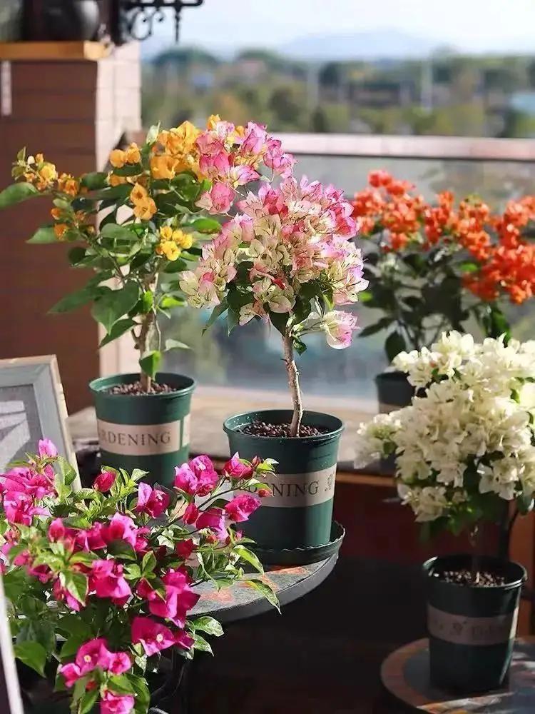勤花品种的三角梅有哪些（盆栽三角梅勤花品种排行）(图24)