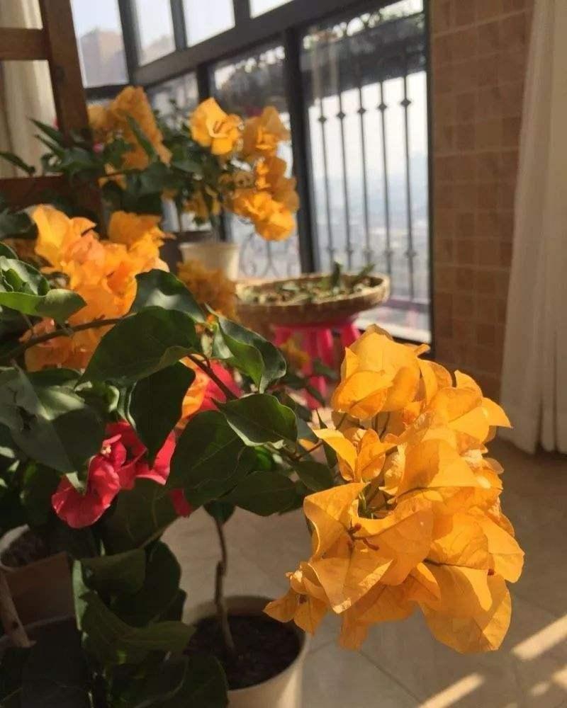 勤花品种的三角梅有哪些（盆栽三角梅勤花品种排行）(图18)