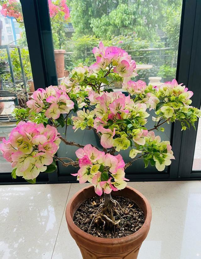 勤花品种的三角梅有哪些（盆栽三角梅勤花品种排行）(图8)