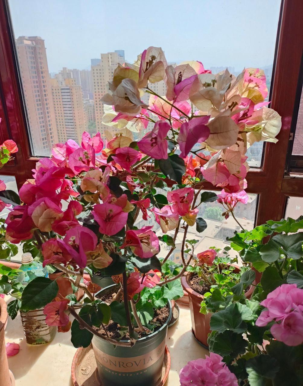 勤花品种的三角梅有哪些（盆栽三角梅勤花品种排行）(图19)