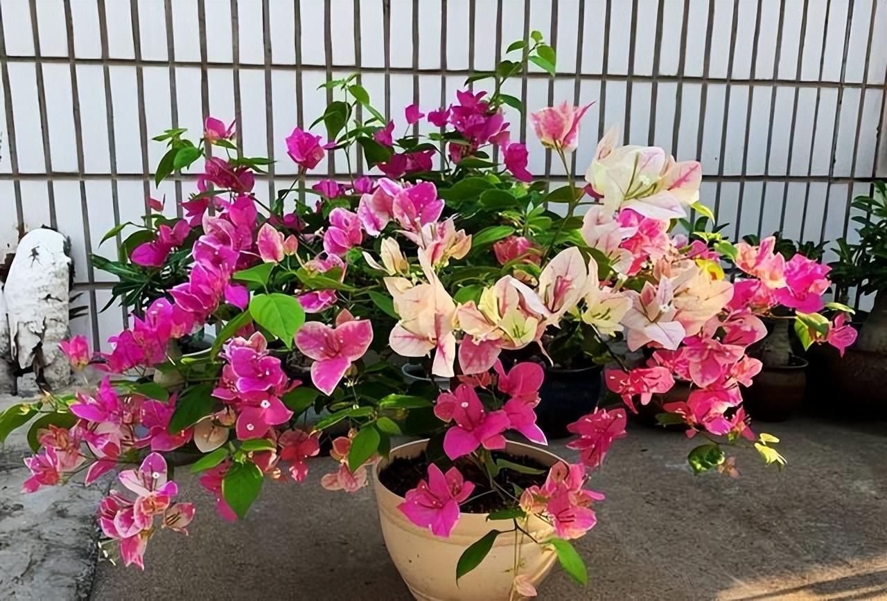 勤花品种的三角梅有哪些（盆栽三角梅勤花品种排行）(图6)