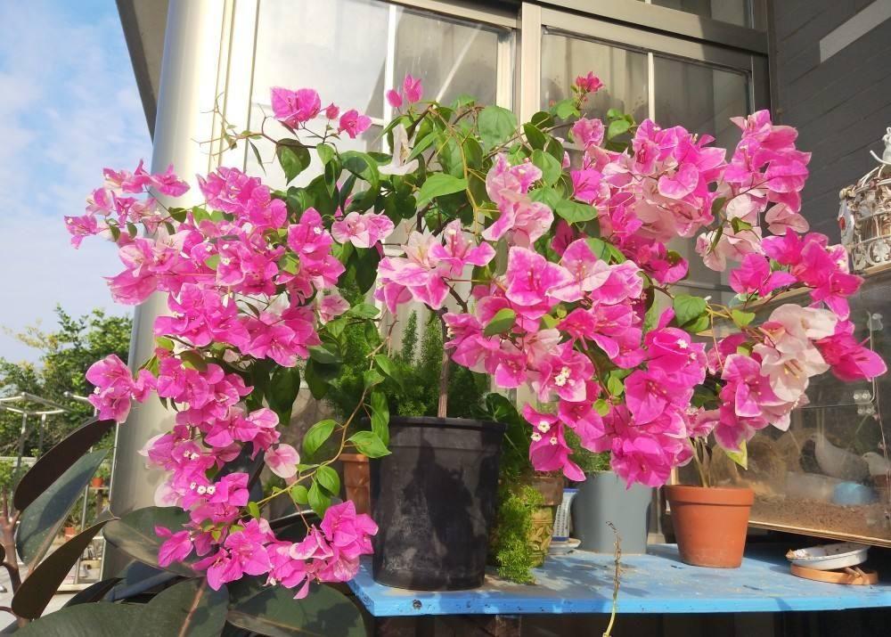 勤花品种的三角梅有哪些（盆栽三角梅勤花品种排行）(图7)