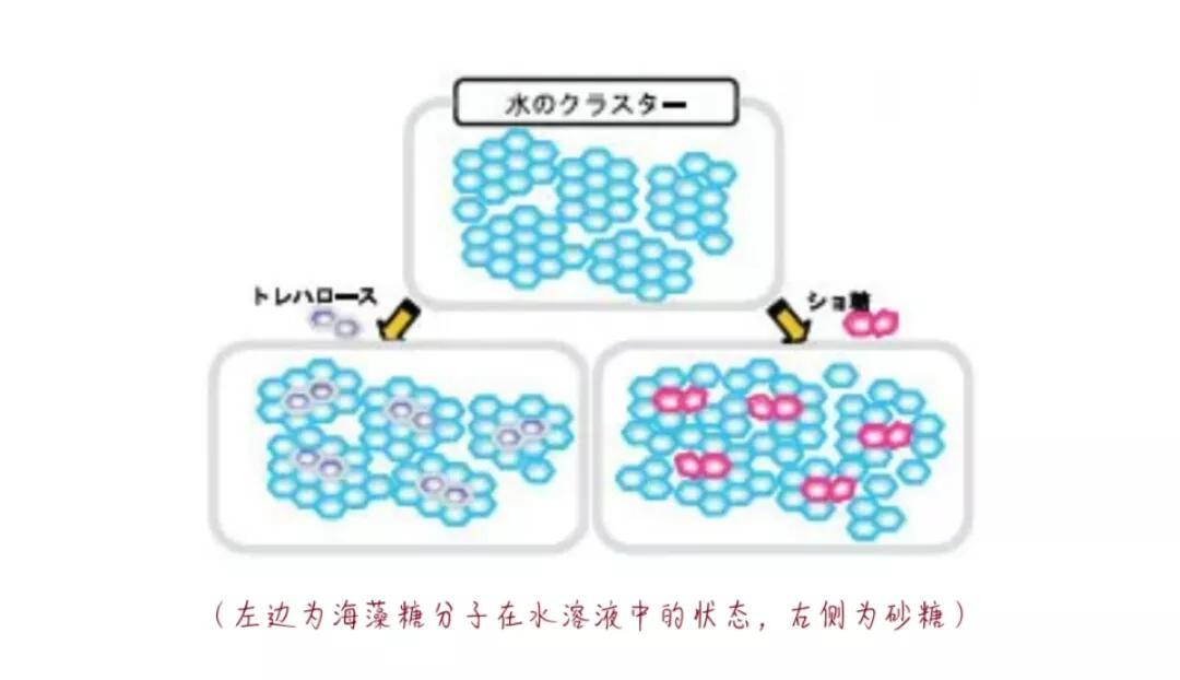 海藻糖是什么(全面解析海藻糖)