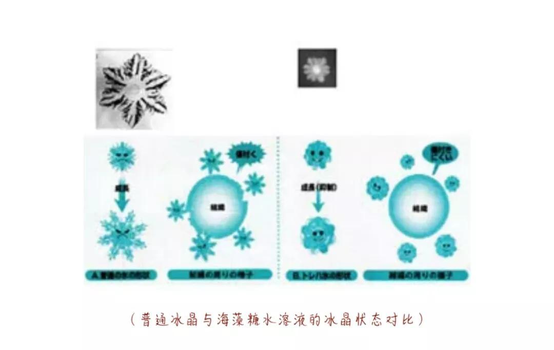 海藻糖是什么(全面解析海藻糖)
