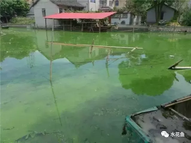蓝藻如何处理 _暴发成因