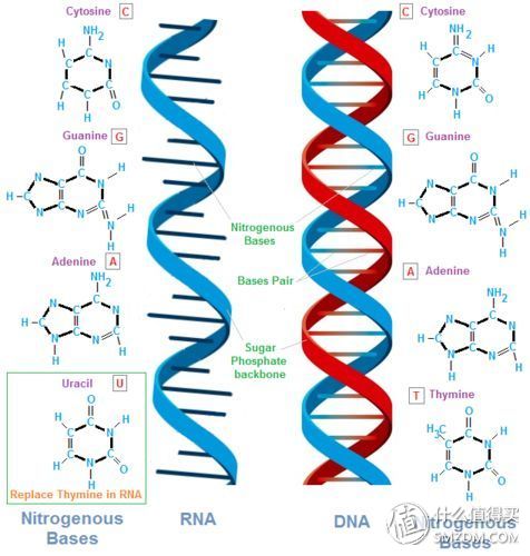 wegene准吗_wegene众测使用教程