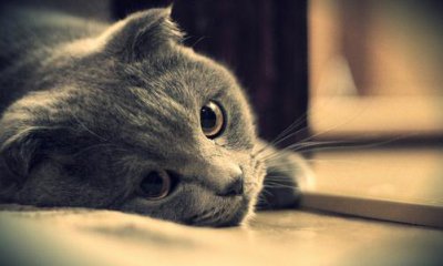 ​养猫的猫砂的选购技巧