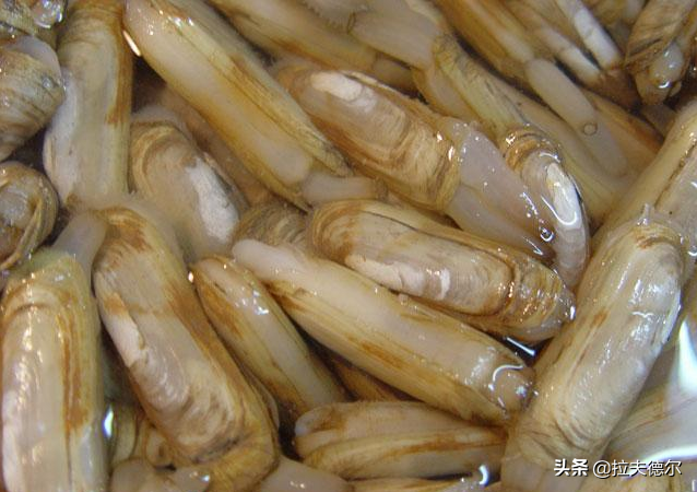 海鲜贝类大全名称图片（图文讲解15种常见的贝壳类海鲜）