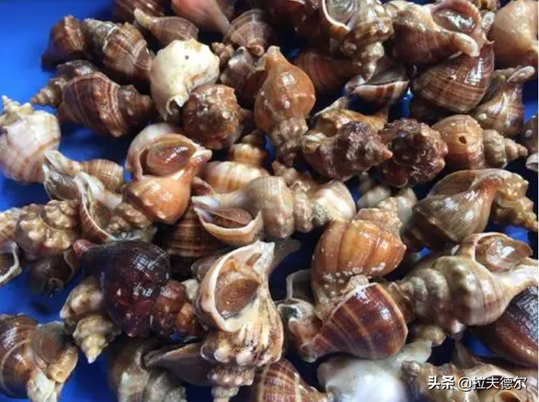 海鲜贝类大全名称图片（图文讲解15种常见的贝壳类海鲜）
