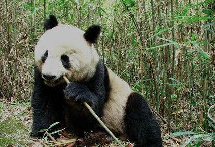 网络图片(侵删)