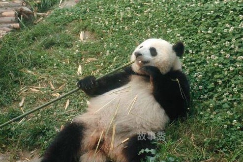 网络图片(侵删)