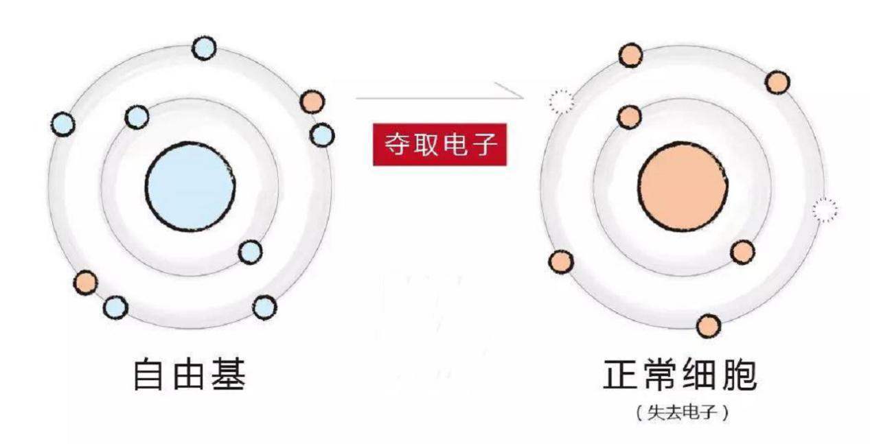 人类为啥会衰老（人为什么会老而不能长生不老）(图10)