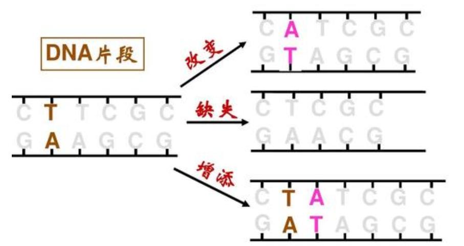 人类为啥会衰老（人为什么会老而不能长生不老）(图7)