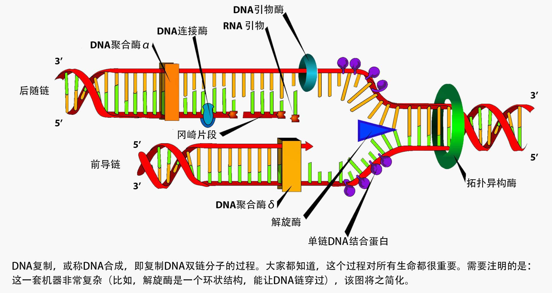 人类为啥会衰老（人为什么会老而不能长生不老）(图2)