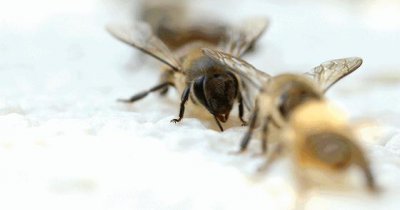 ​蜜蜂蛰完人后蜜蜂为什么会死（蜜蜂蛰人为何以命相搏）
