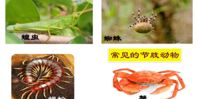​节肢动物的主要特征是什么，总结腔肠动物，扁形动物，线形动物，环节动物，软