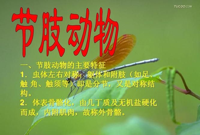 七类动物的主要特征及常见动物