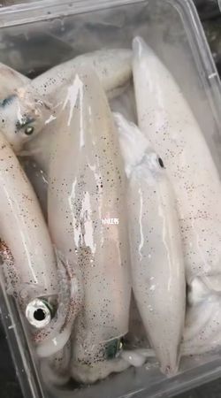 下列不属于脊椎动物的是a狗b蚂蚁c金鱼