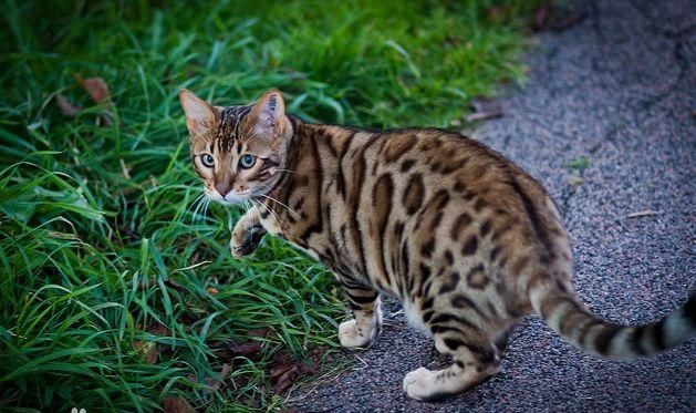 在农村有一种动物跟猫长的一样就是不会猫叫,叫声跟小孩哭是什么