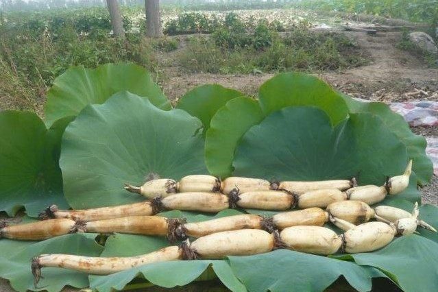 藕是莲的什么部位,莲菜吃的是什么部位?图2