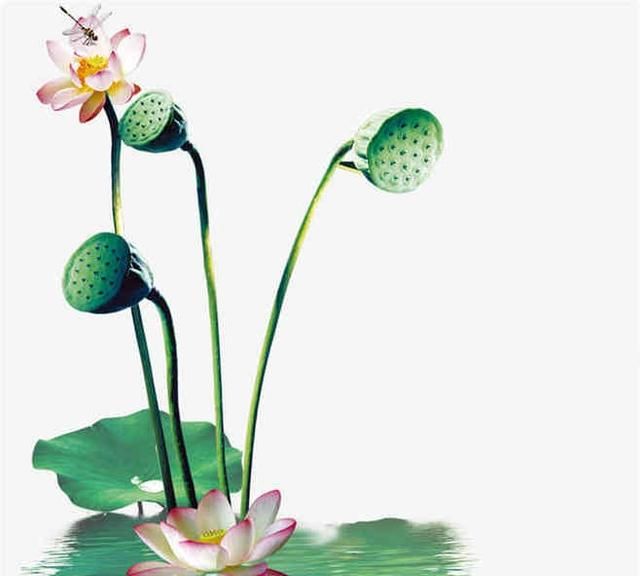 藕是莲的什么部位,莲菜吃的是什么部位?图3