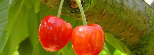 樱桃红是什么季节成熟