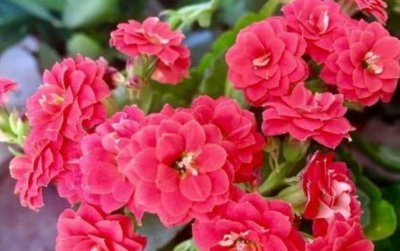 ​花的寓意，蜻蜓和花的寓意是什么？