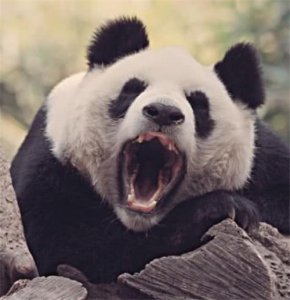 ​熊猫的祖先是谁（大熊猫的真正祖先是什么动物，叫什么名字）