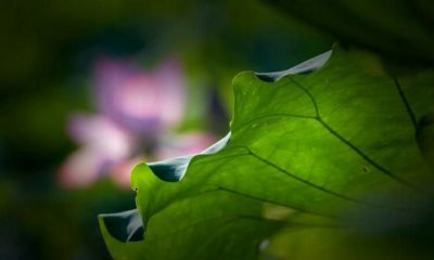 ​映菡的寓意，茉菡名字寓意？