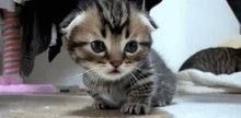 猫咪的品种图片,猫的品种图片名字大全图14