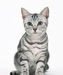 猫咪的品种图片,猫的品种图片名字大全图16