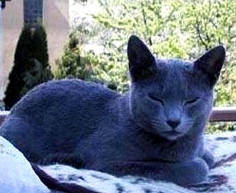 猫咪的品种图片,猫的品种图片名字大全图11