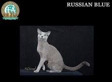 猫咪的品种图片,猫的品种图片名字大全图23
