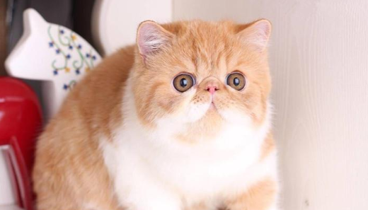 猫咪的品种图片,猫的品种图片名字大全图2