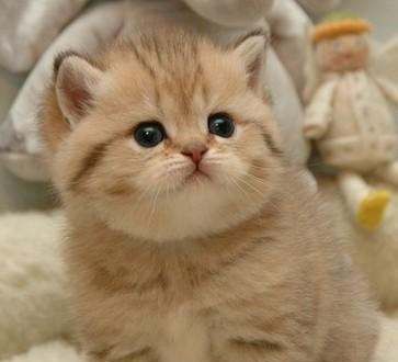 猫咪的品种图片,猫的品种图片名字大全图7