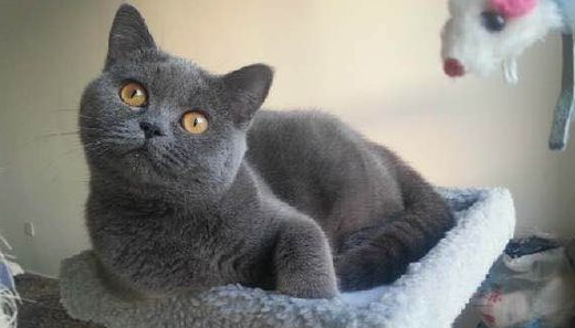 猫咪的品种图片,猫的品种图片名字大全图6