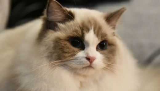 猫咪的品种图片,猫的品种图片名字大全图5